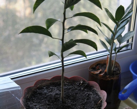 Znajoma kwiaciarka pokazała mi, jak sobie radzić z pleśnią w doniczce. Prosty sposób szybko ją niszczy