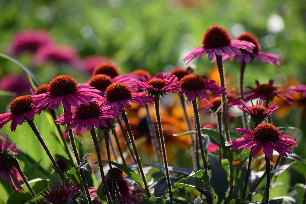 Rośliny, ECHINACEA...