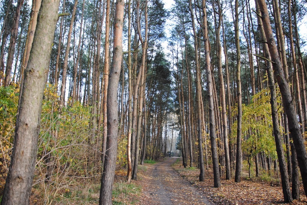 Pozostałe, Chwile..... - Na końcu tej drogi jest brama na naszą posesję:)