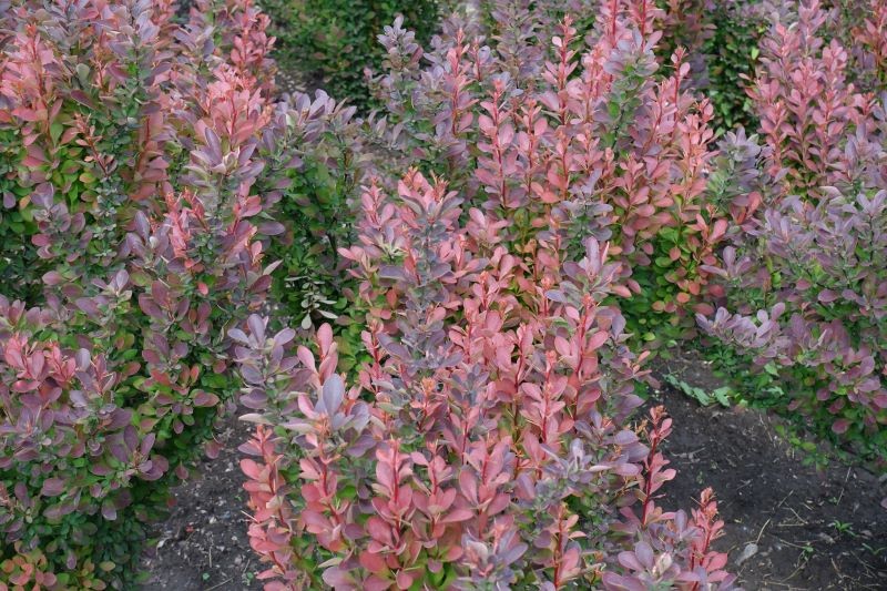 Berberysy nawozimy wiosną oraz na przełomie lata i jesieni.