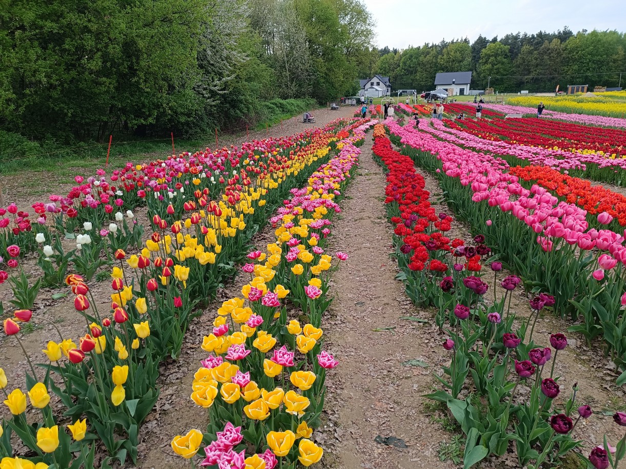 Rośliny, Kwiecień