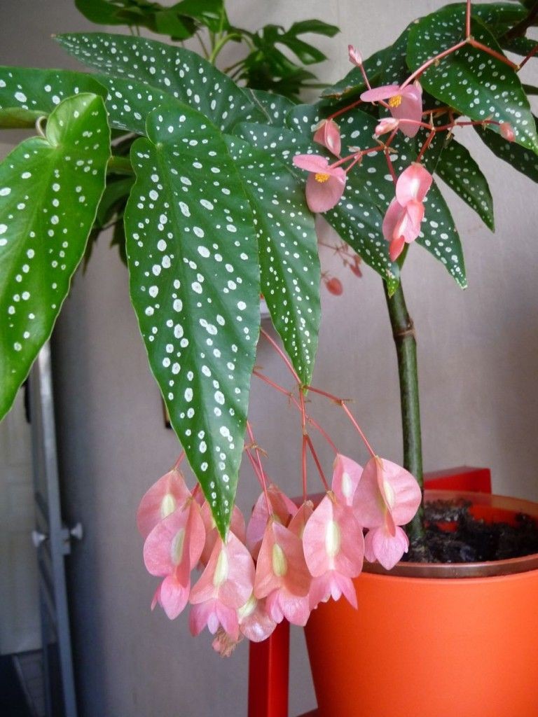 Dekoracje, Przepiękna odmiana begonii - Begonia maculata pink