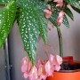 Dekoracje, Przepiękna odmiana begonii - Begonia maculata pink