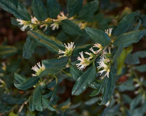 Kwiaty tej rośliny są uważane za najpiękniej pachnące. Sarcococca – uprawa i zastosowanie w ogrodzie