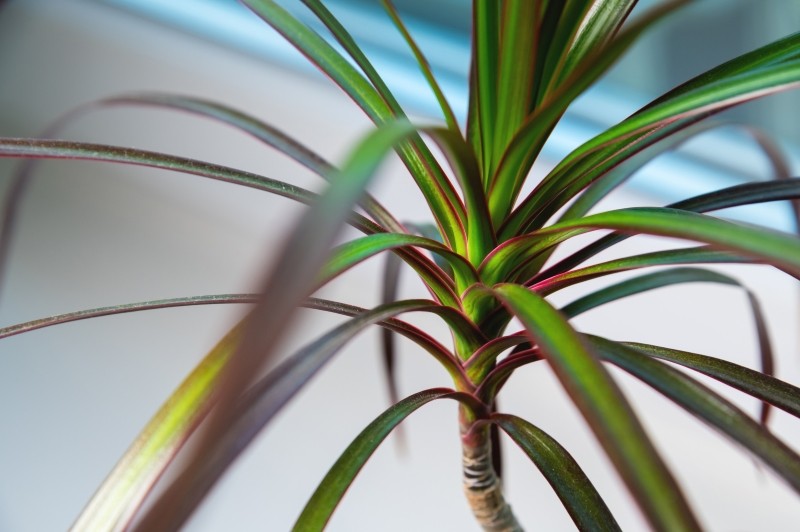 co robić, żeby dracena wypuściła liście