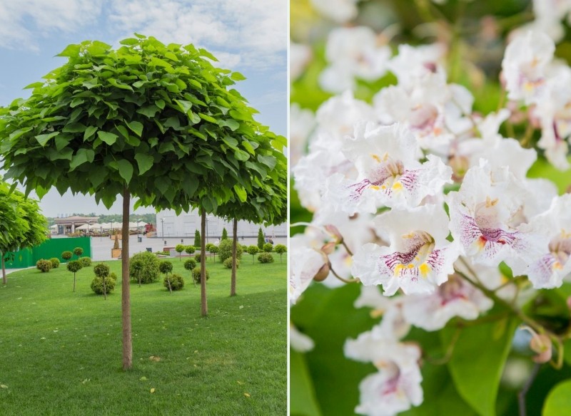jak przyciąć katalpę po zimie 