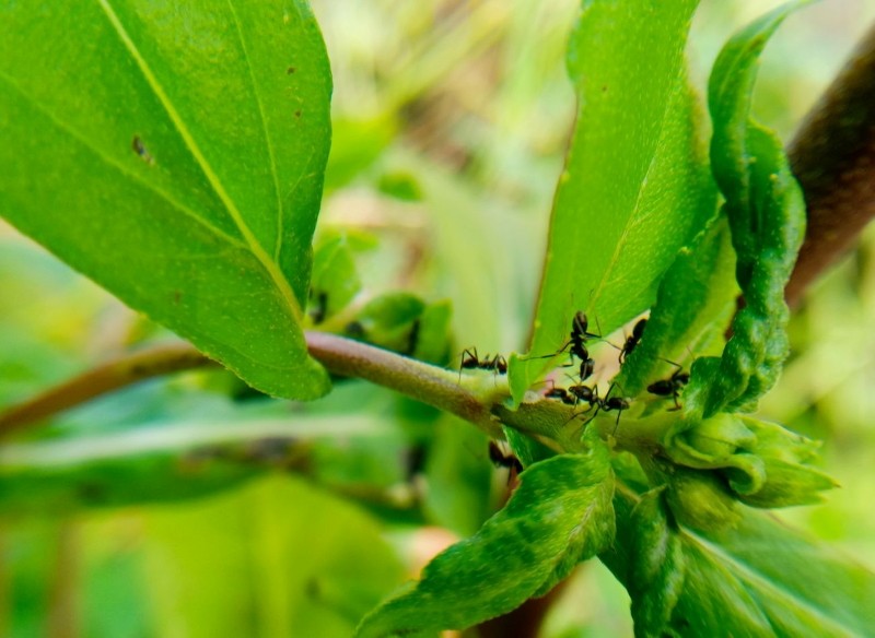 jak wytępić mrówki w ogrodzie warzywnym