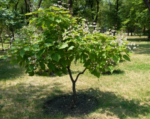 Surmia wielkokwiatowa (Catalpa speciosa)