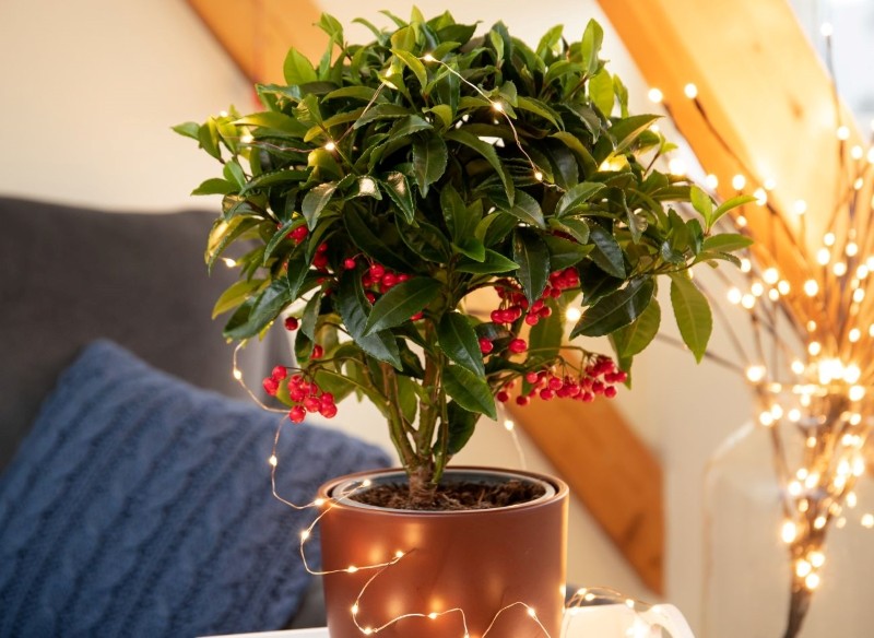świąteczne rośliny doniczkowe