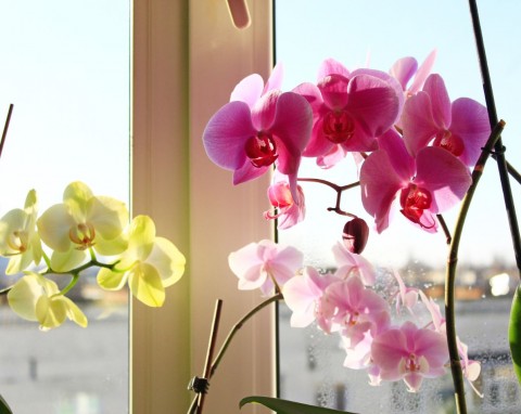 Najlepsza ochrona korzeni roślin doniczkowych. Przestaną gnić, liście będą zdrowe i błyszczące