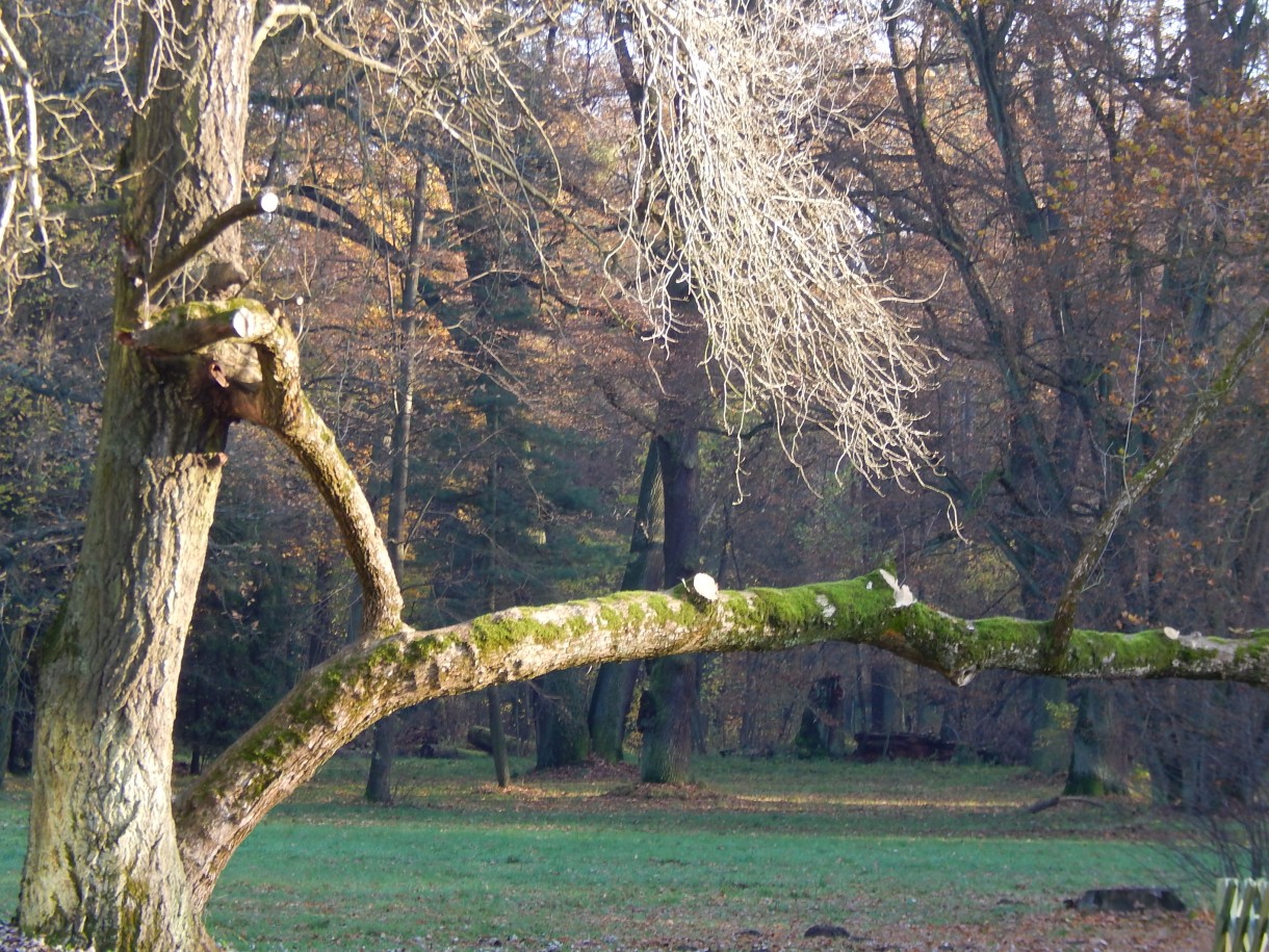 Leśne klimaty, W JESIENNYM NASTROJU...