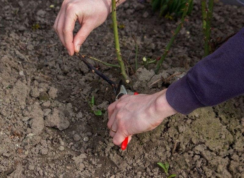 kiedy przycinać róże wielkokwiatowe