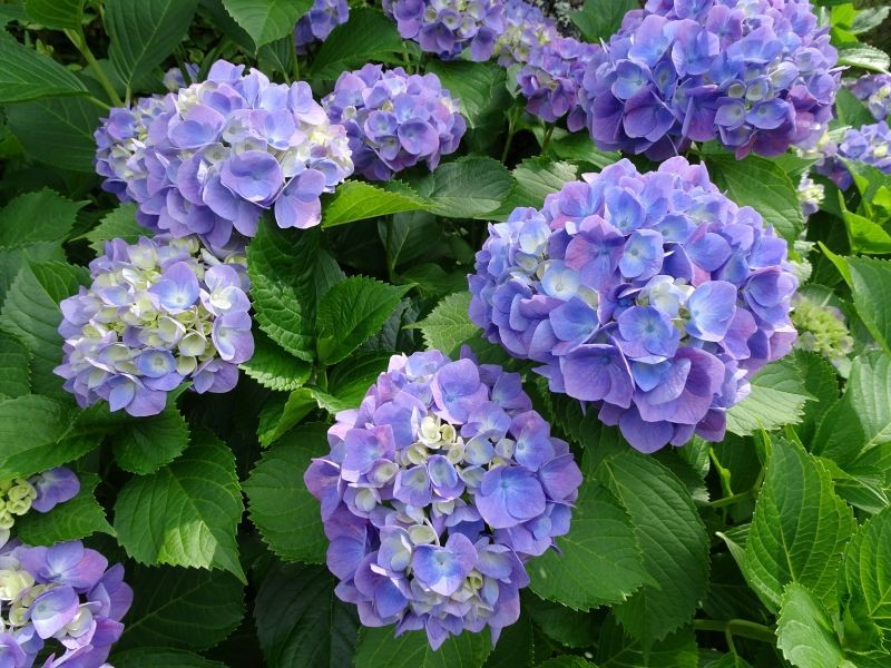Niestety nie wszystkie hortensje są zdolne do ponownego kwitnienia w tym samym sezonie.