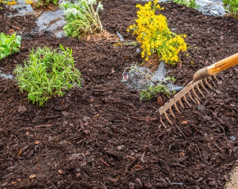 Czy ściółka zostawiona zimą w ogrodzie to schronienie dla ślimaków? Zobacz, gdzie zimują