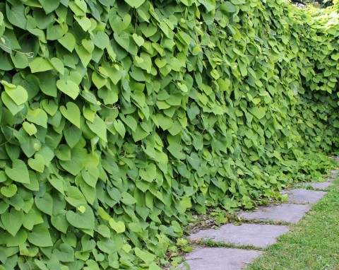 Rośliny pnące odporne na mróz. Te gatunki nie potrzebują ochrony na zimę