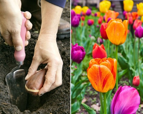 Kiedy sadzić tulipany do gruntu? W jakich odstępach i jak głęboko sadzić, czy wykopywać co roku?