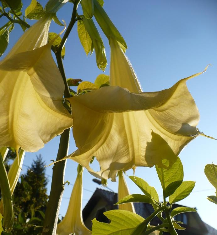 Pozostałe, Pażdziernikowa galeria z robótkami ........... - ...............i datura............kwitnie dalej...........