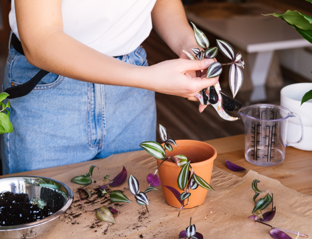 przesadzanie trzykrotki