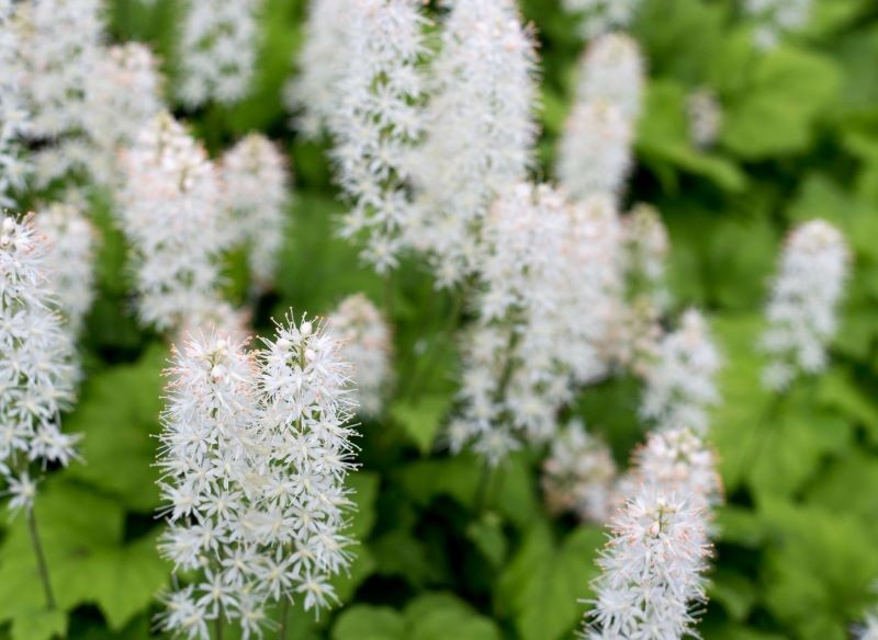 Atutem tiarelli są nie tylko jej liście, ale też puszyste kwiatostany.