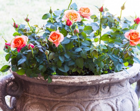 Wspaniale zdobią ogrody, tarasy, balkony czy domowe parapety. Jak pielęgnować róże miniaturowe?