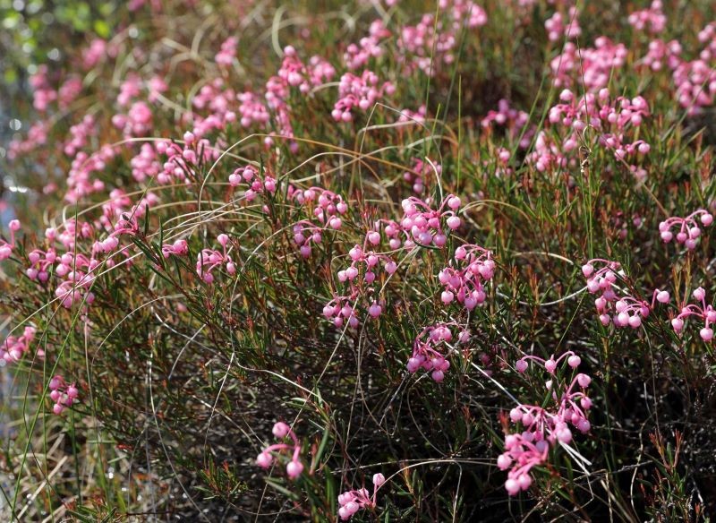 Modrzewnica pospolita jest niską krzewinką.