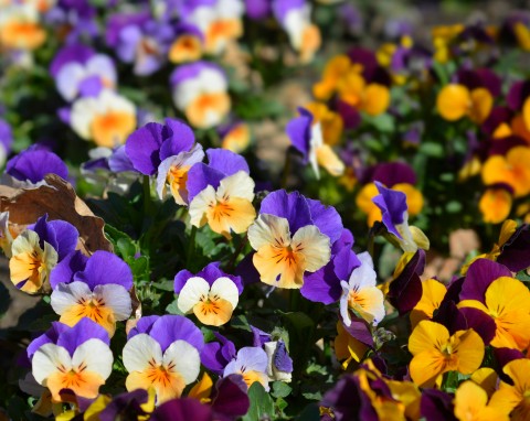 Te rośliny lubią zimę. Kolorami rozświetlają szare rabaty