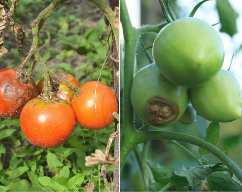 Sucha zgnilizna wierzchołkowa pomidora. Jak uratować warzywa?