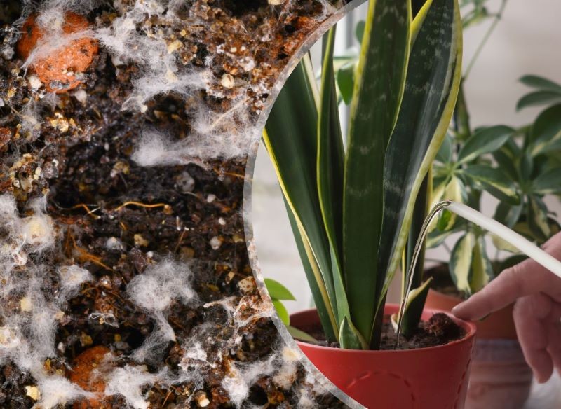 Przelewanie roślin to jedna z przyczyn powstawania pleśni na podłożu w doniczce.