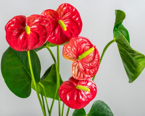 Dlaczego anturium nie chce kwitnąć? Łatwo temu zaradzisz dzięki prostej domowej odżywce
