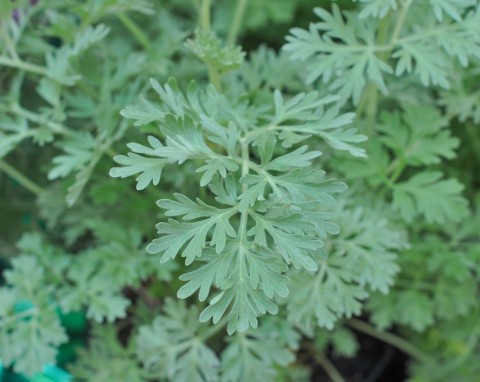 Bylica piołun (Artemisia absinthium)