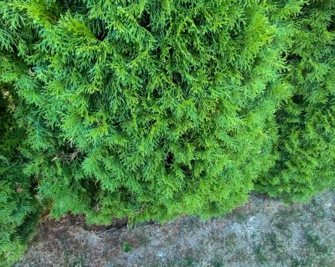 7 łyżek na 5 litrów wody i regularne podlewanie. Tuje zrzucą brązowe igły i będą soczyście zielone