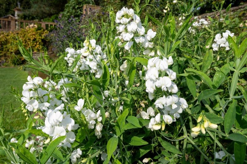 Groszek pachnący o śnieżnobiałych kwiatach rozświetli letnie rabaty.