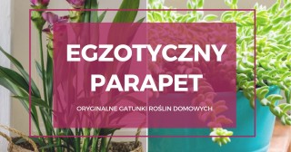 Egzotyczny parapet