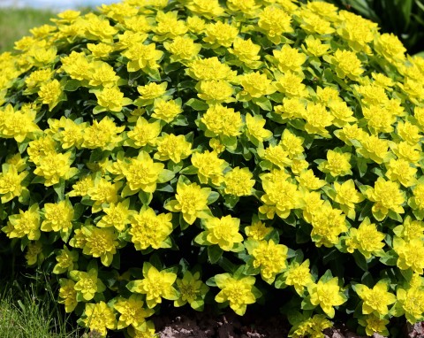Wilczomlecze (Euphorbia) – niezawodne rośliny na balkon, taras i skalniak. Uprawa i pielęgnacja wilczomleczy
