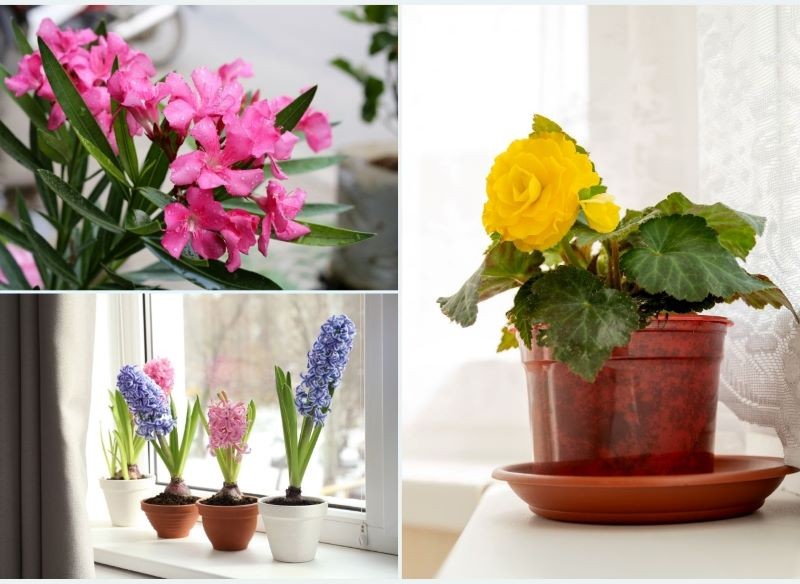 Kwiaty o intensywnym zapachu nie powinny być trzymane w miejscu, w którym śpimy. Fot. CanvaPro