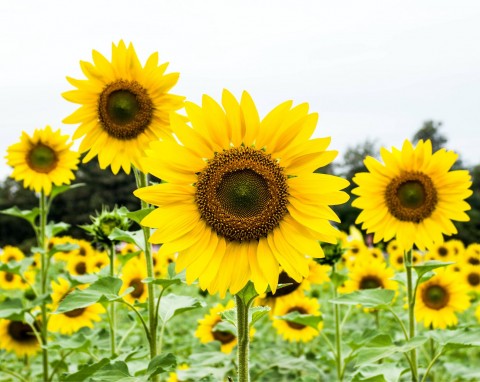 Słonecznik zwyczajny (Helianthus annuus)