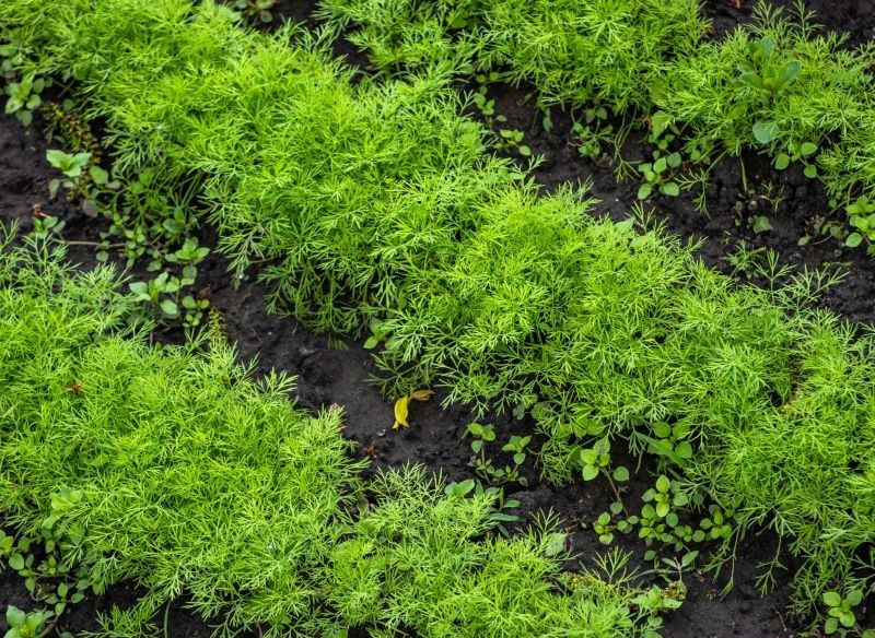 Koper ogrodowy można siać w rzędach lub rzutowo.