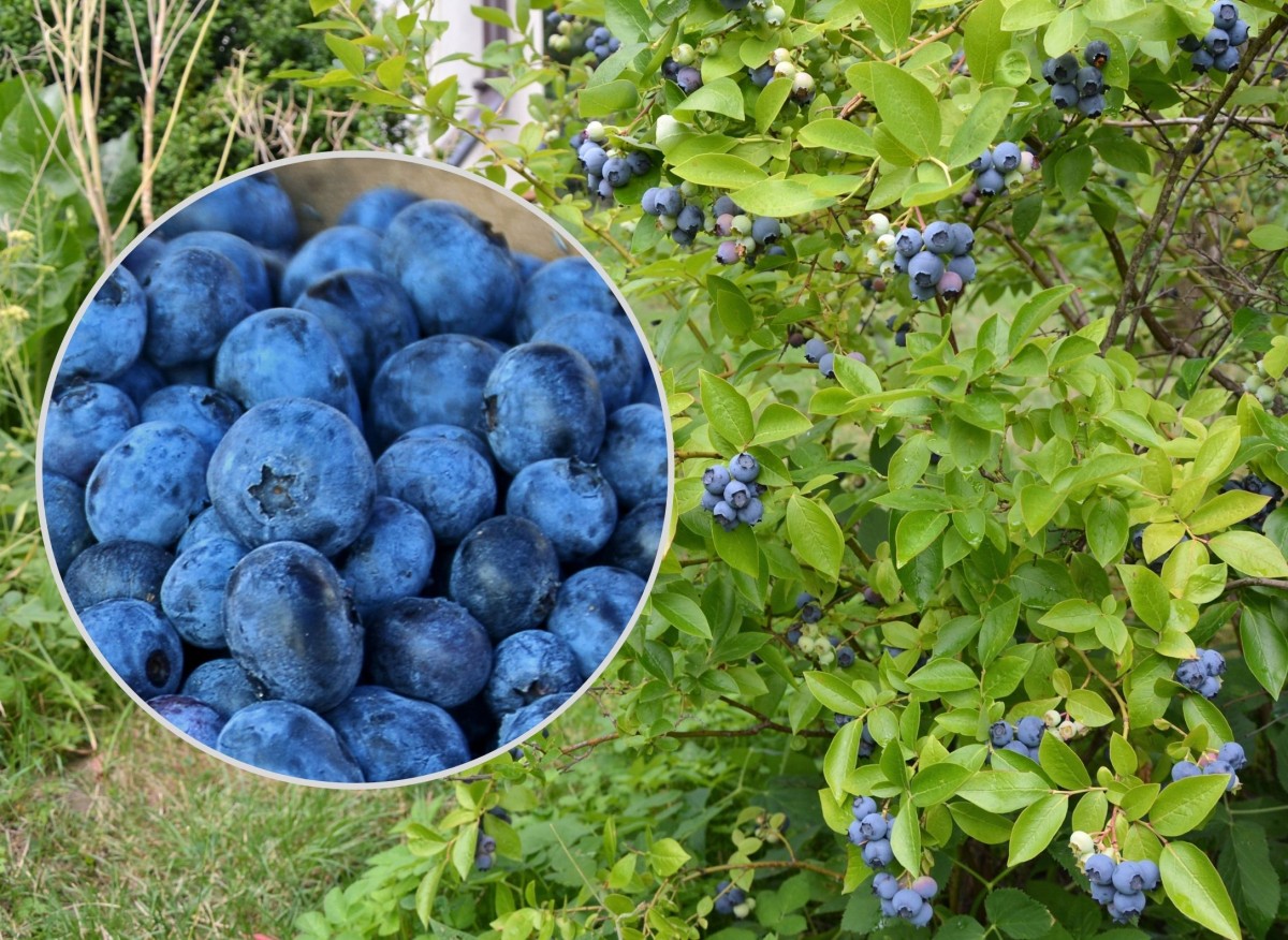 borówka amerykańska