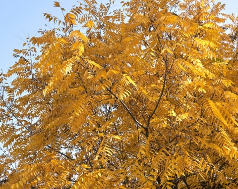 Tych drzew należy unikać w ogrodzie. Eksperci ostrzegają przed 5 gatunkami