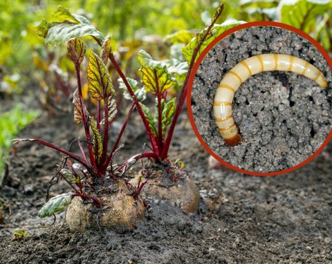 Domowe sposoby na drutowce. Wyłap larwy, nim zamienią się w chrząszcze i zniszczą warzywa w ogrodzie