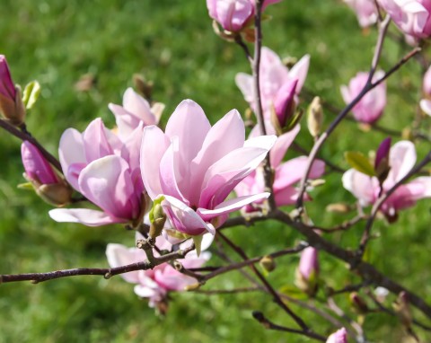 Jeśli przemarznie, wiosną nie zakwitnie. Jak zabezpieczyć magnolię na zimę?