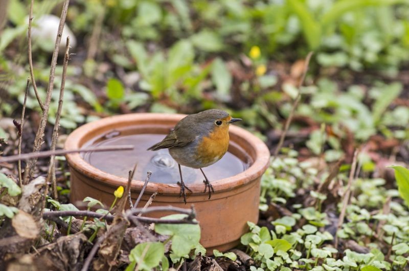 Zamarzaniu wody w poidełku dla ptak&oacute;w można zapobiec na kilka prostych sposob&oacute;w.