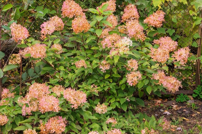 Jak zabezpieczyć hortensje przed zimą?