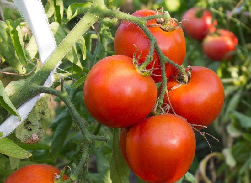 nawożenie pomidorów w sierpniu 