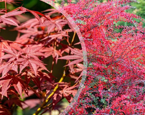 10 najpiękniejszych drzew i krzewów o czerwonych liściach. Nie tylko jesienią wyglądają zjawiskowo
