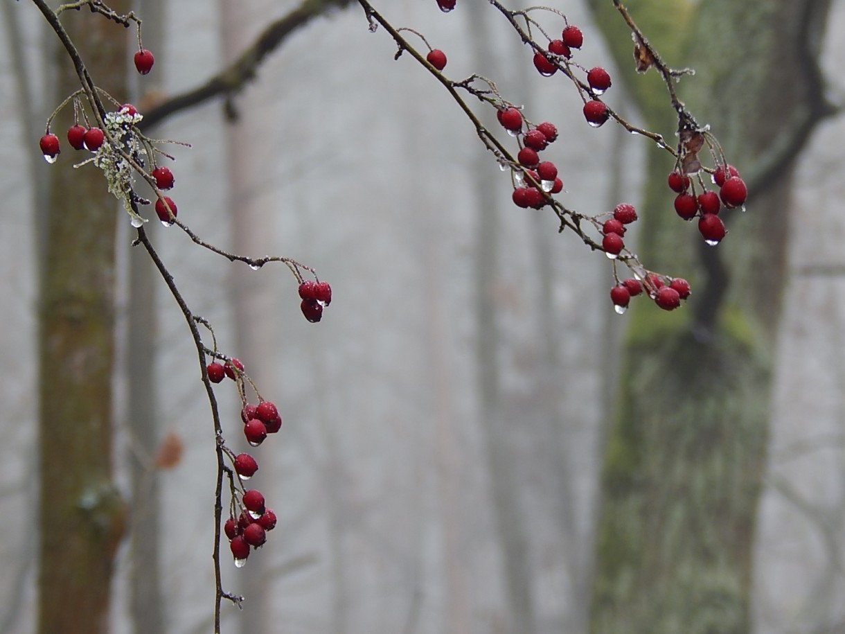 Leśne klimaty, WINTER ART ...