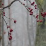 Leśne klimaty, WINTER ART ...