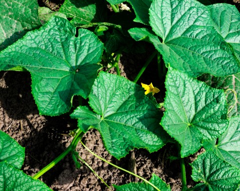Naturalny cios w choroby ogórka. Zwalcza mączniaka rzekomego i szarą pleśń