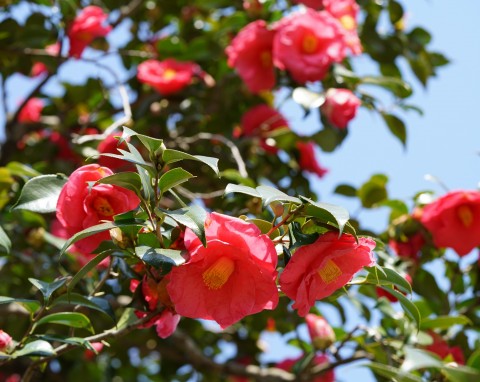 Kamelia japońska (Camellia japonica)