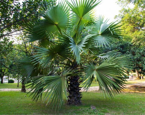 Szorstkowiec Fortunego (Trachycarpus Fortunei)